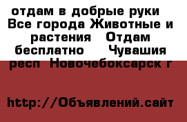 отдам в добрые руки - Все города Животные и растения » Отдам бесплатно   . Чувашия респ.,Новочебоксарск г.